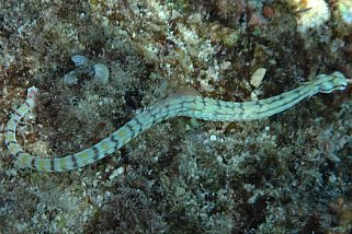 Corythoichthys flavofasciatus - Netzseenadel